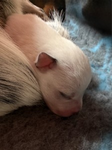 img_4966.jpeg